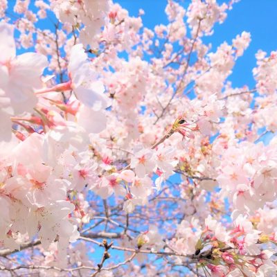 組合員活動／一時中止のお知らせ - 地域活動部｜栃木保健医療生活協同組合 - イベント情報